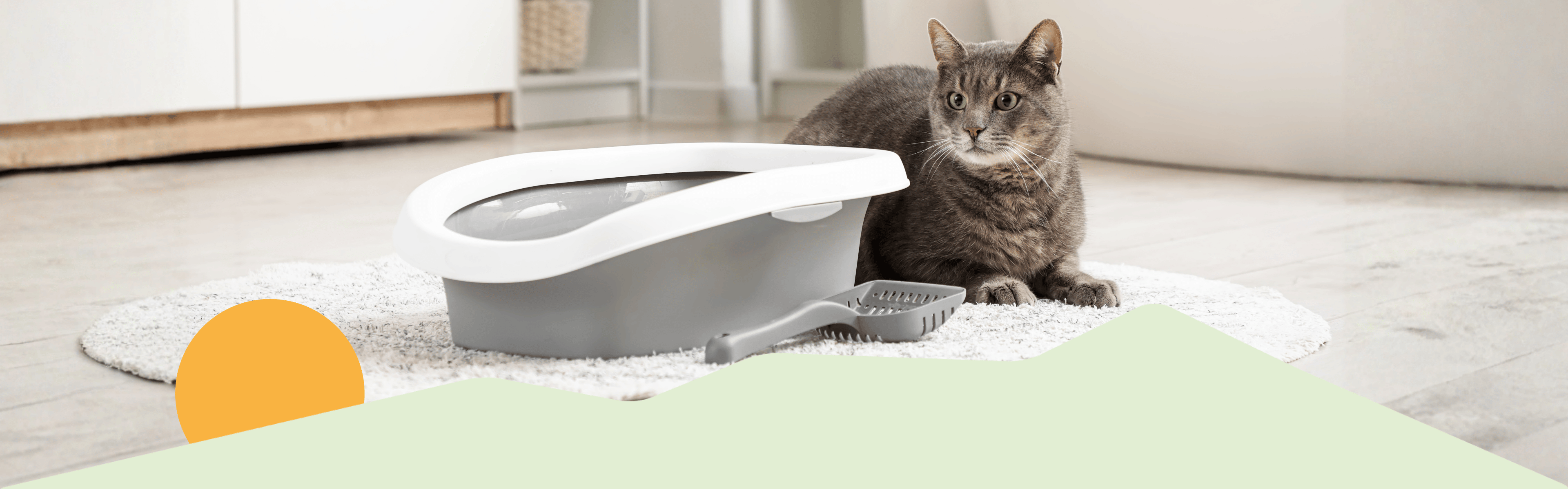 Katze liegt neben einem Katzenklo passend zum Thema Darmflora